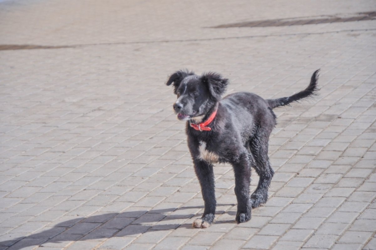В Камне-на-Оби горожанин спас собаку, свалившуюся в колодец
