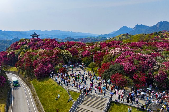 Цветение рододендронов в китайском парке «Байли-дуцзюань»