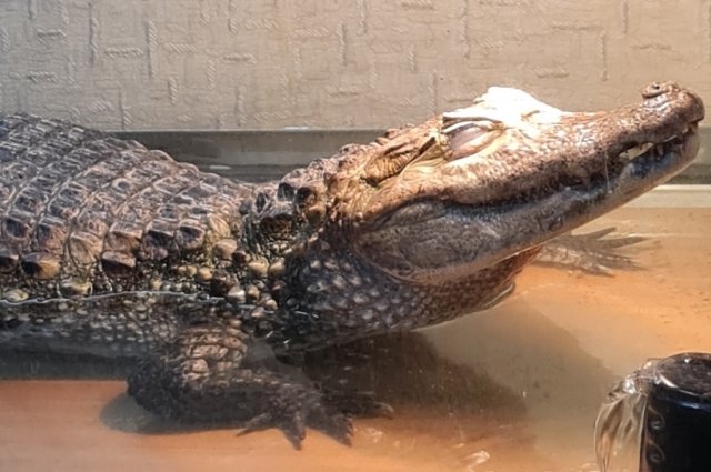 Однажды в квартире жил 60-килограмовый крокодил.