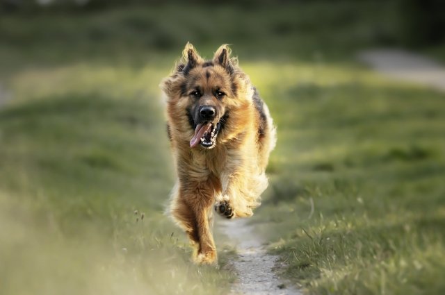 Самовыгул собак с 1 марта в Татарстане запрещен - гулять они могут только  с хозяином, на поводке.