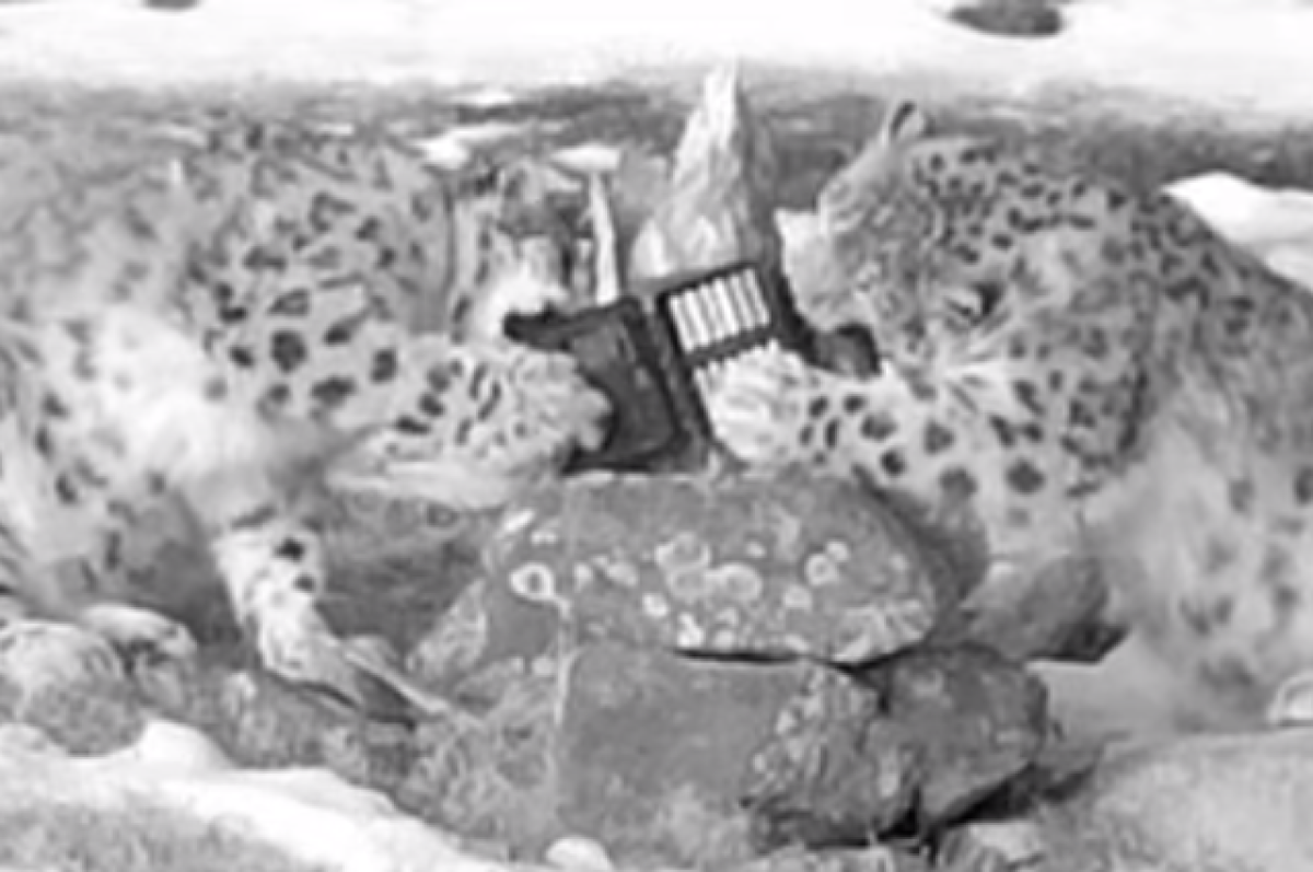 Котята ирбиса сломали фотоловушку в национальном парке на Алтае