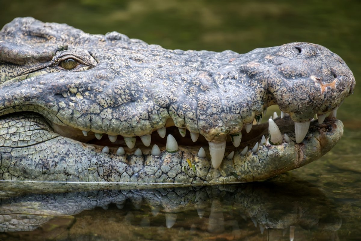 Самарские таможенники не простили крокодила в Казахстан