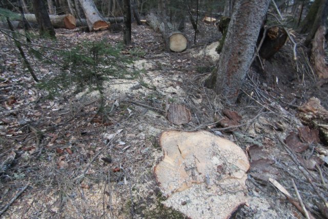 По словам волонтёров, в бывшем заповеднике уже срубили почти 20 живых деревьев. 