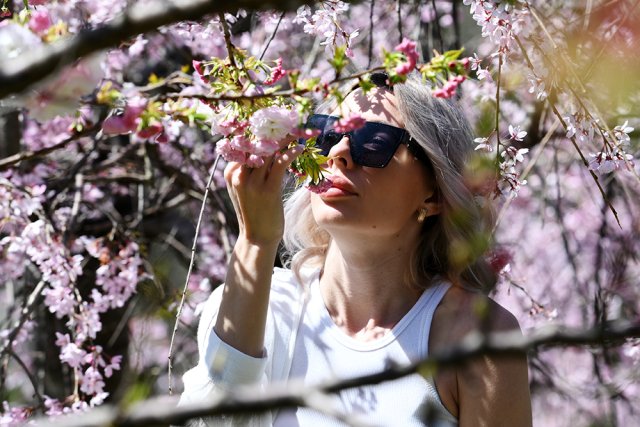 Цветение сакуры в сочинском парке «Дендрарий»