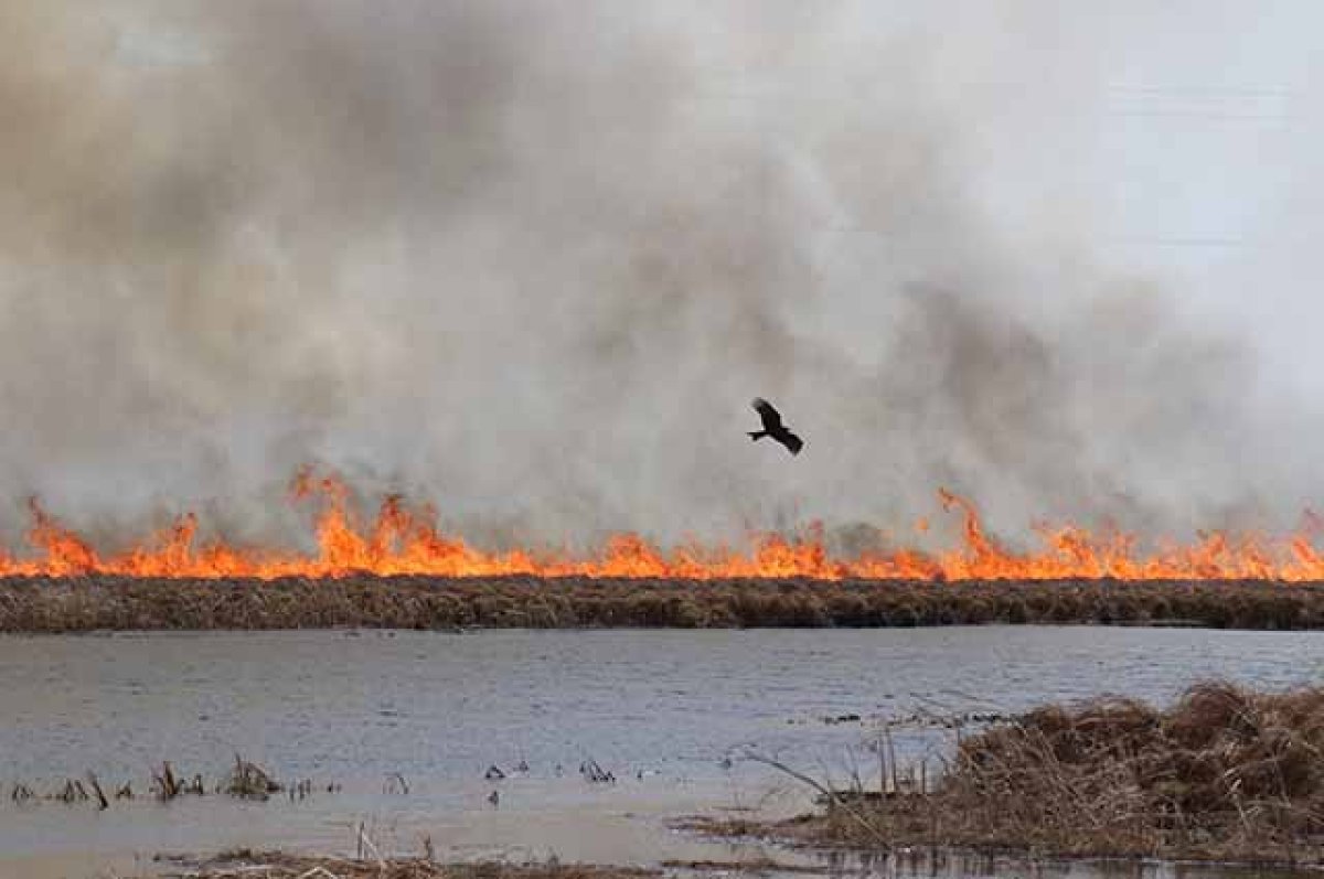 Семь возгораний сухой травы потушили спасатели на Алтае за выходные дни