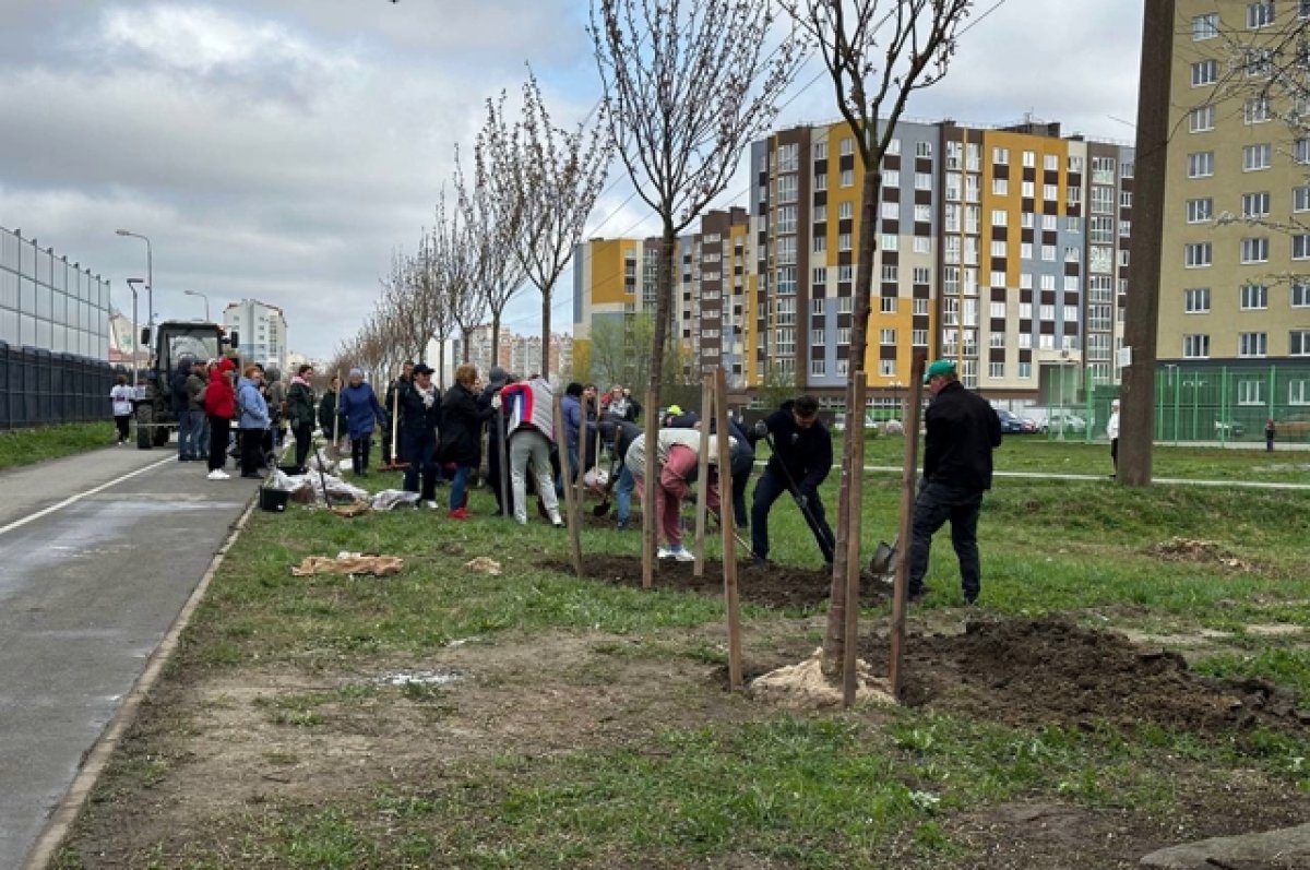 На Сельме в сквере на Елизаветинской высадили сакуры | АиФ Калининград