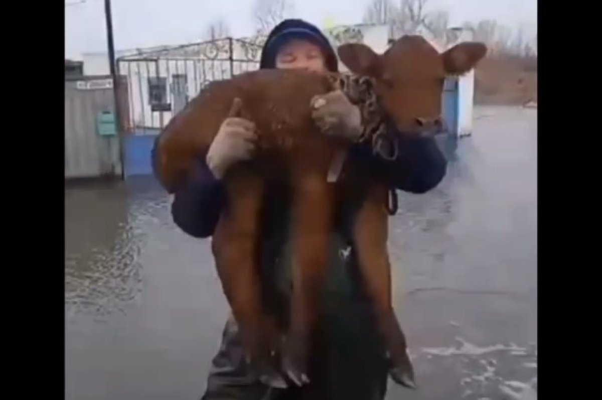 В МЧС Алтайского края показали, как спасли от паводка телёнка