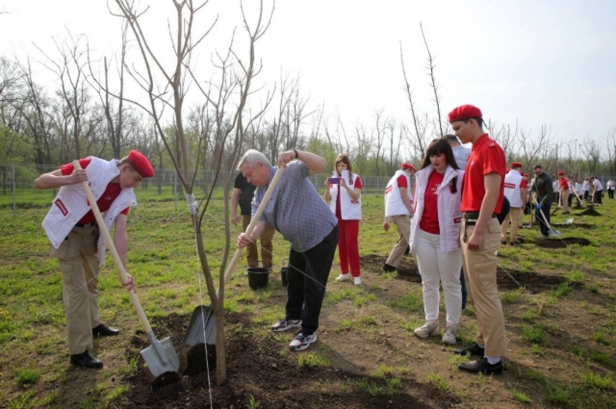На Дону во Всероссийский день древонасаждений высадили 16 тыс. деревьев