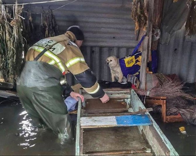 Сотрудники МЧС спасают брошенных в зоне затопления домашних животных. 