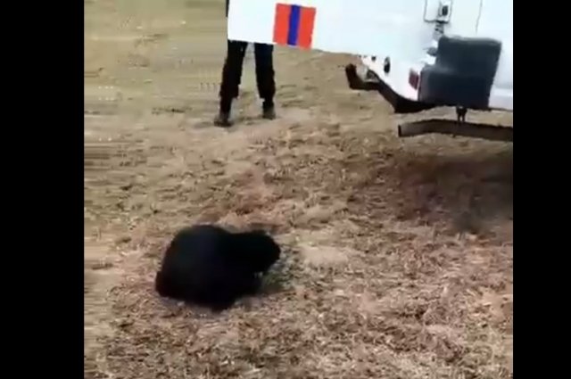 Бобер вышел к людям.