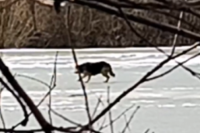 Опасность при попытке спасти собаку заключалась в том, что лёд был очень тонкий.
