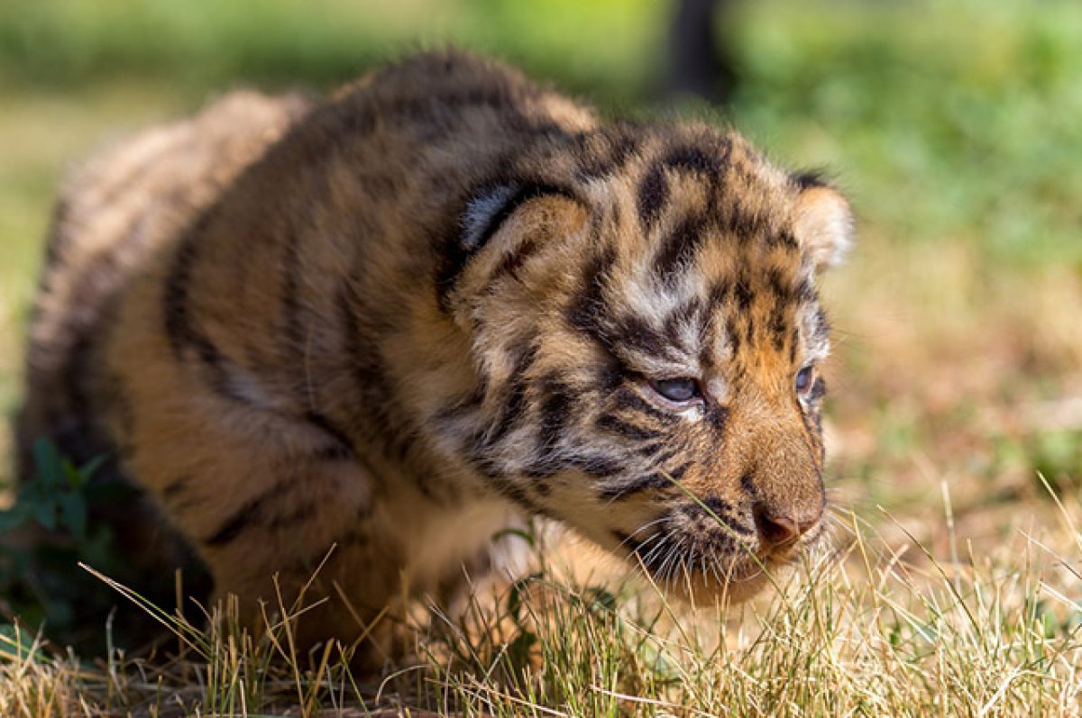 В Мариупольском зоопарке впервые показали трех тигрят, родившихся в феврале