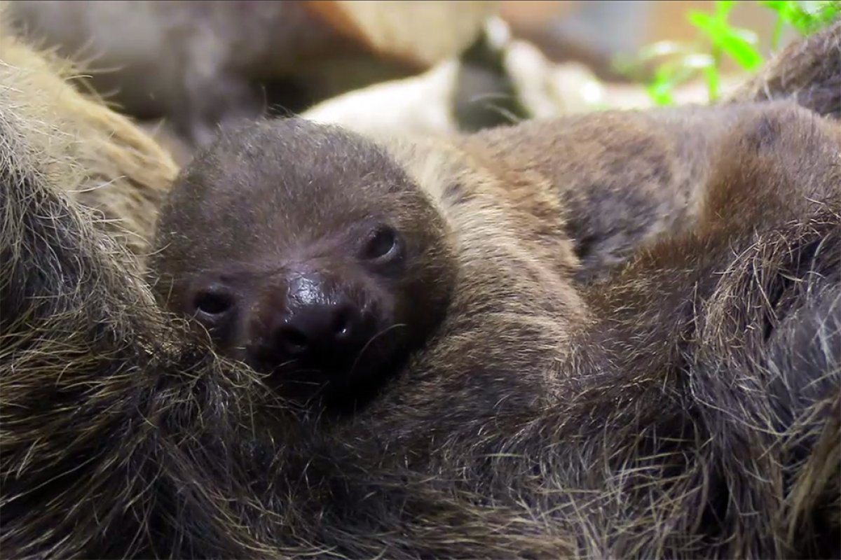 В Ленинградском зоопарке впервые за три года родился детёныш ленивца