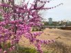 На аллеях левобережного парка цветут невиданно красивые деревья.