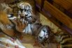 Первый «выход в свет» тигрят Мариупольского зоопарка4