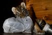 Первый «выход в свет» тигрят Мариупольского зоопарка5