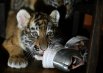Первый «выход в свет» тигрят Мариупольского зоопарка3