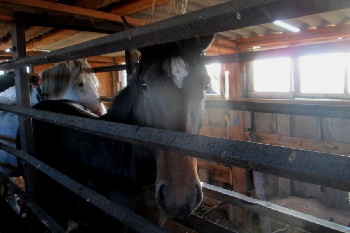 Табун лошадей пытались незаконно вывезти из Алтайского края в Казахстан