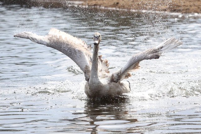 Возвращение лебедей в московские парки