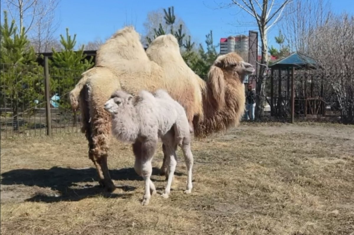 Барнаульский зоопарк показал милые видео с подрастающим верблюжонком