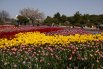 Фестиваль тюльпанов в Южной Корее6