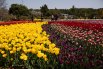 Фестиваль тюльпанов в Южной Корее5
