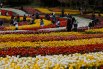 Фестиваль тюльпанов в Южной Корее0