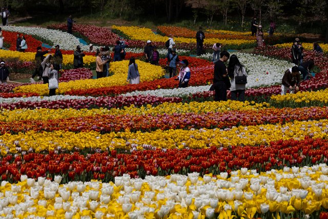 Фестиваль тюльпанов в Южной Корее