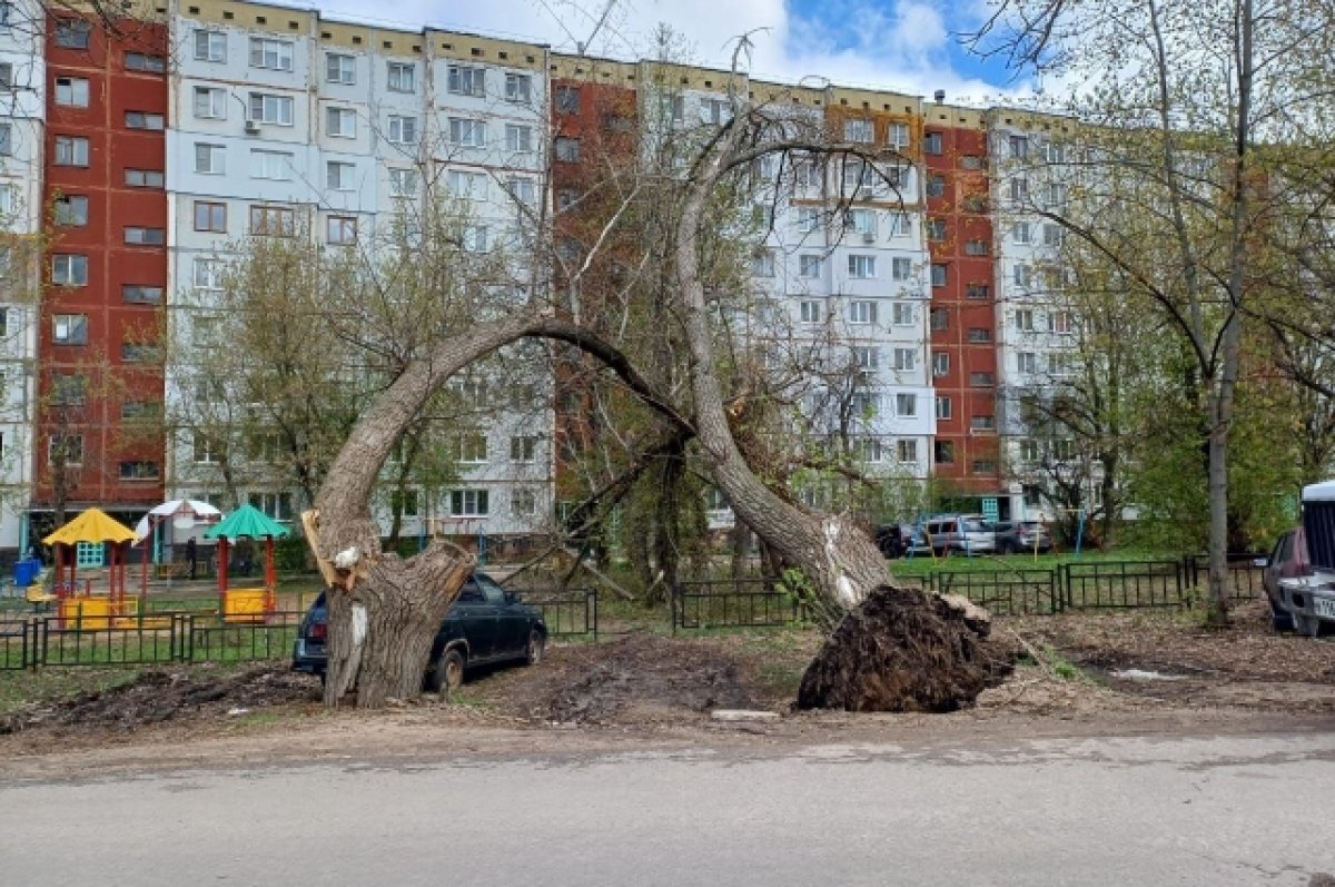 В Туле дерево упало рядом с детской площадкой | АиФ Тула