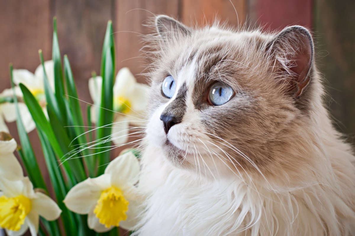 В Ростове белого кота продают за миллион рублей