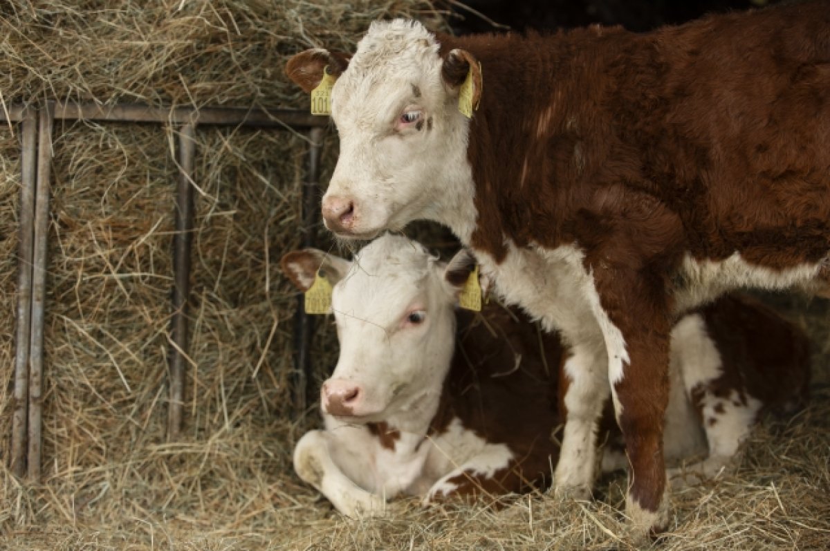 ВОЗ: вирус птичьего гриппа выявили в молоке заразившихся коров в США