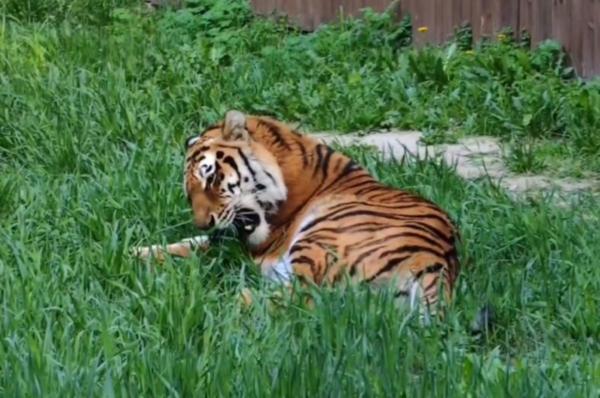Тигрице Усладе из ростовского зоопарка исполнилось 6 лет