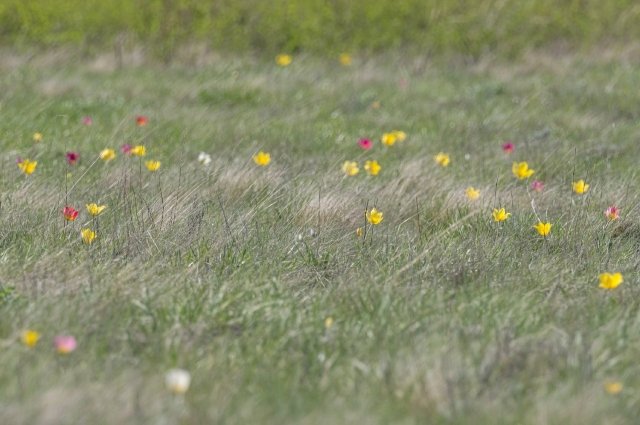 Свежие снимки первоцветов из оренбургского заповедника