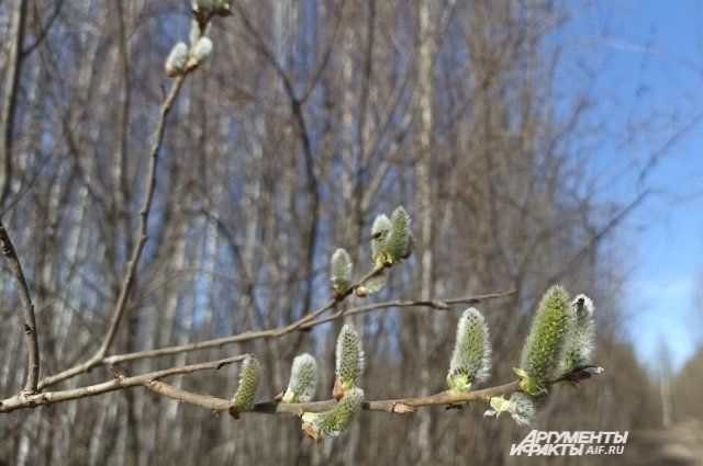 Температура в Удмуртии резко поменяется 24 апреля