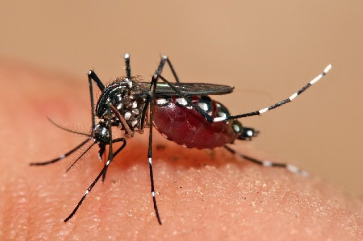 Во Франции зафиксировали рекордное число случаев завоза лихорадки денге