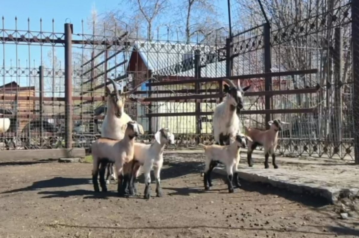 В барнаульском зоопарке козел Казбек стал отцом в четвертый раз