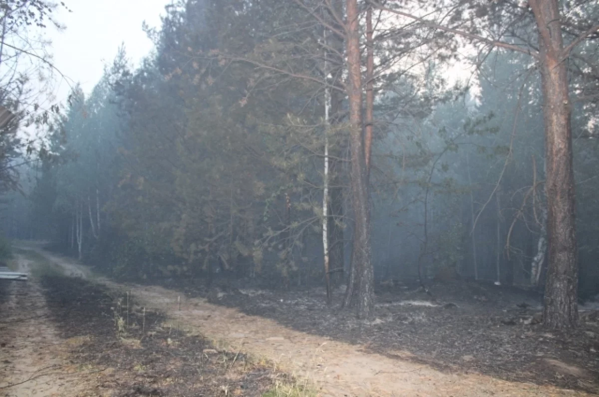 В Алтайском крае пасечник устроил лесной пожар