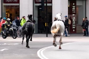 Пять человек пострадали в Лондоне от сбежавших лошадей королевской гвардии