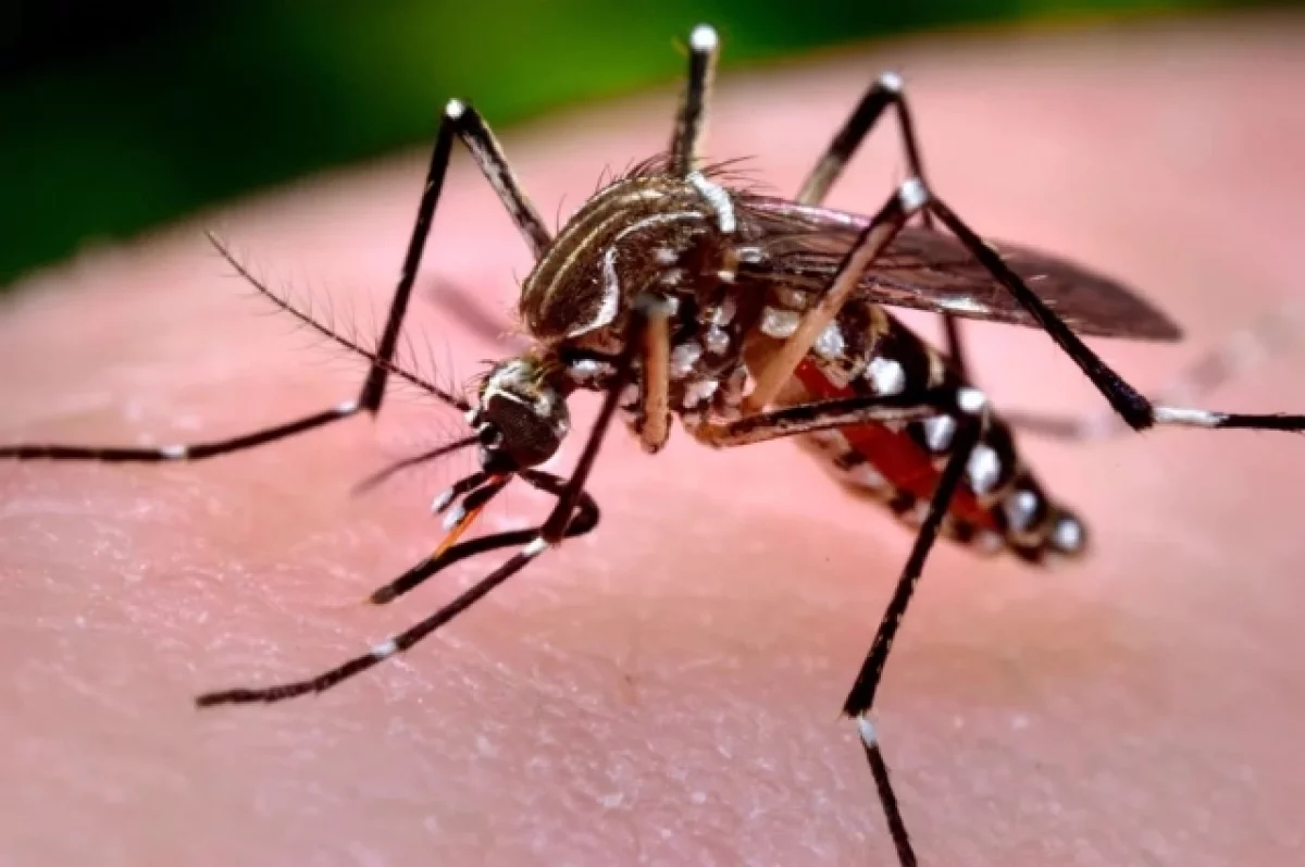 Роспотребнадзор: новые вирусы в комарах и клещах не несут рисков