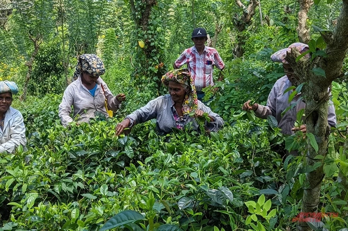 «Чай подорожает в пять раз». Торговцы Шри Ланки предупредили о катастрофе