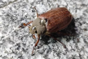 Кусаются ли майские жуки?