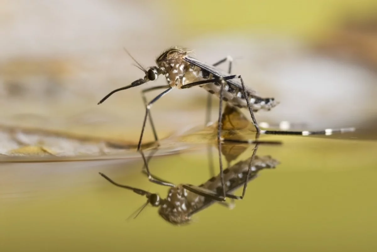 ​Мелкие убийцы. Опасны ли новые вирусы, найденные в комарах?