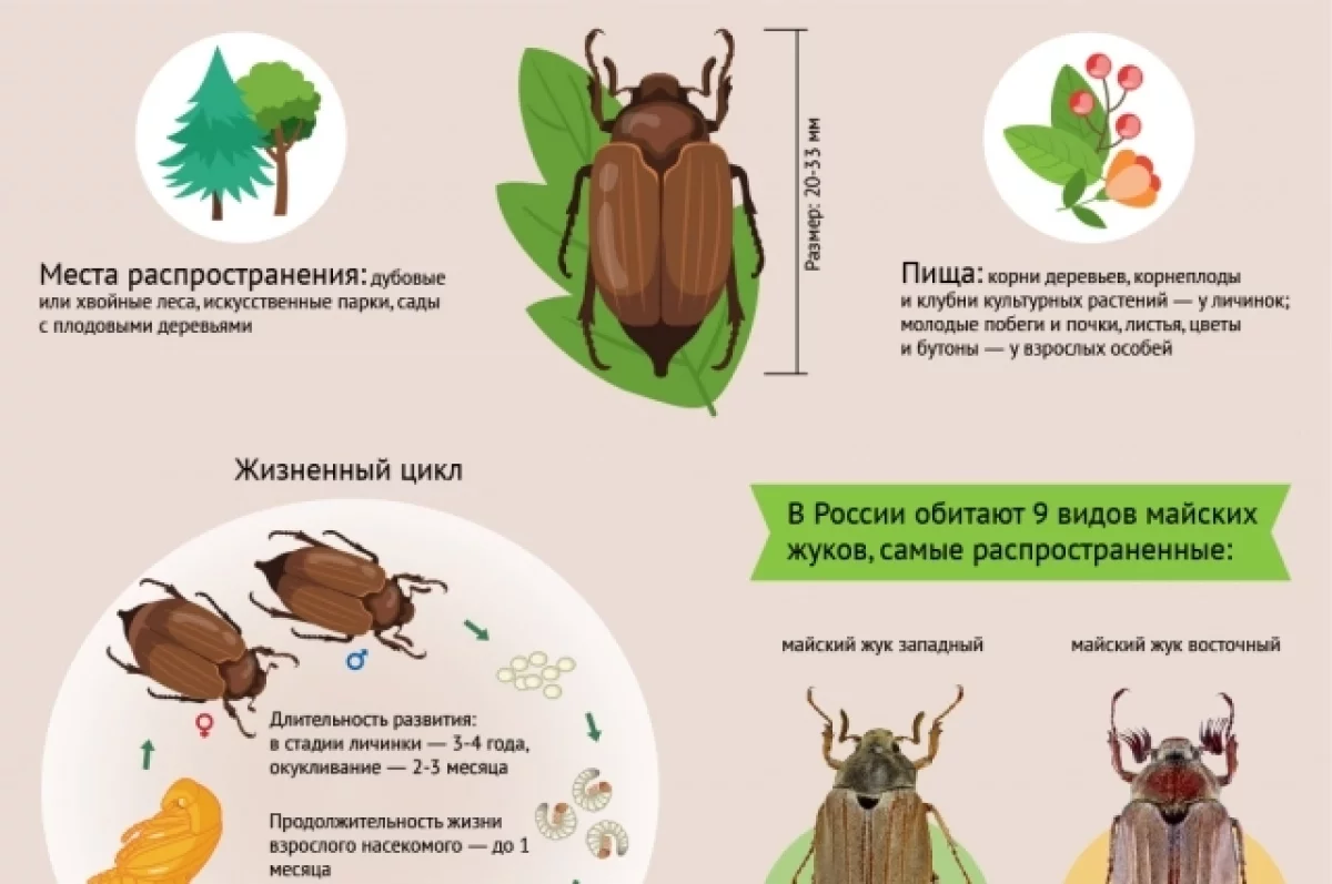 Майский жук | Ролик от продолжительностью 9 сек. | Дзен