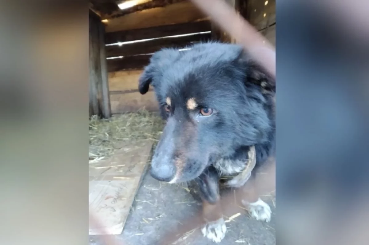 На Алтае спасли пса, которого убивали живодеры