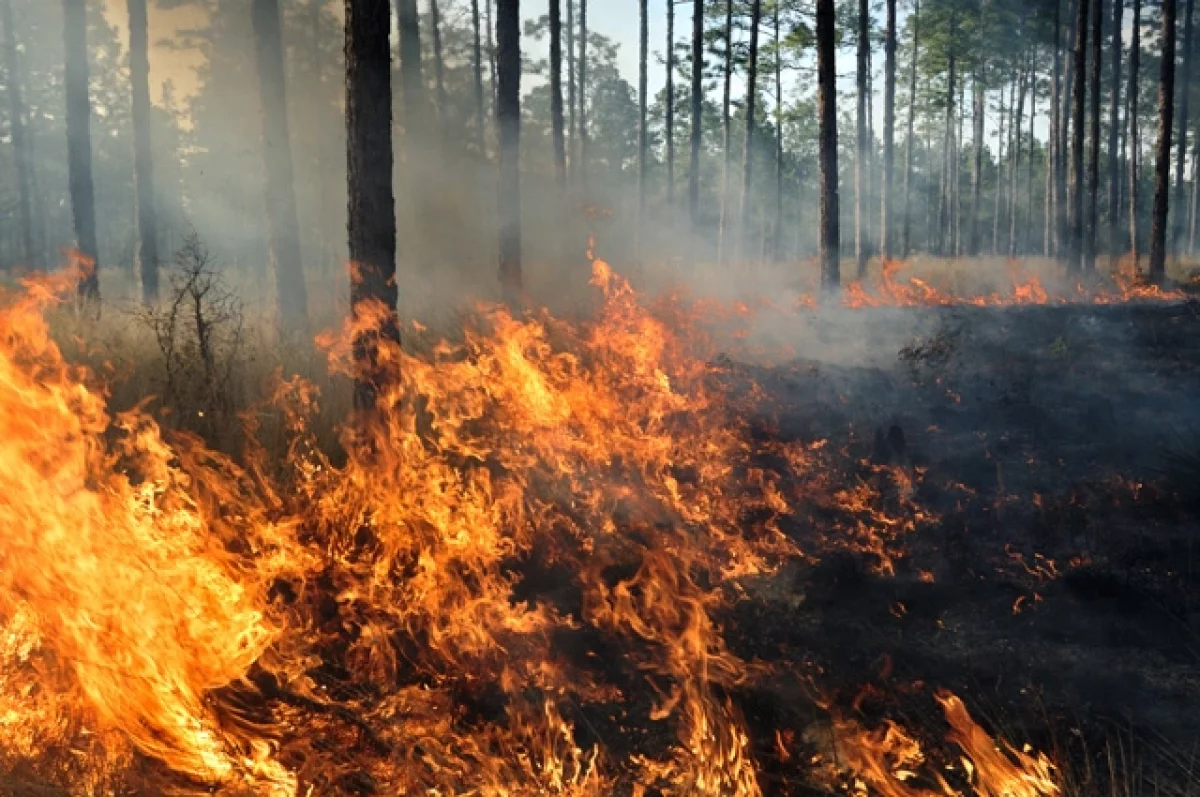 Глава Рослесхоза назвал регионы с высокой опасностью лесных пожаров