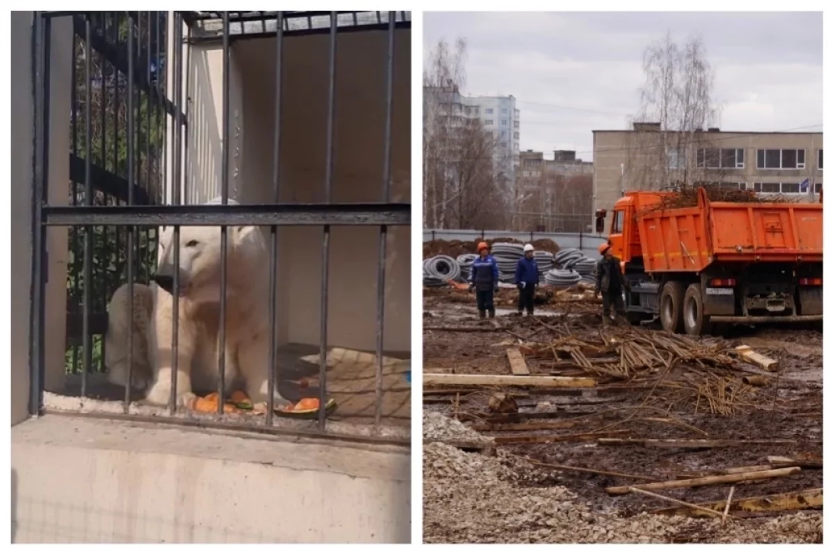 Один – в тесноте, другой – в крови. Люди обеспокоены судьбой белых медведей  | АиФ Пермь