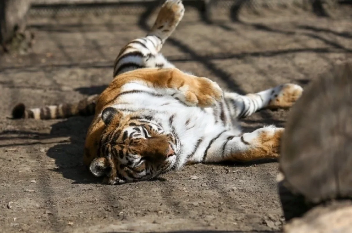 Барнаульский зоопарк показал, как тигрица Багира принимает солнечные ванны