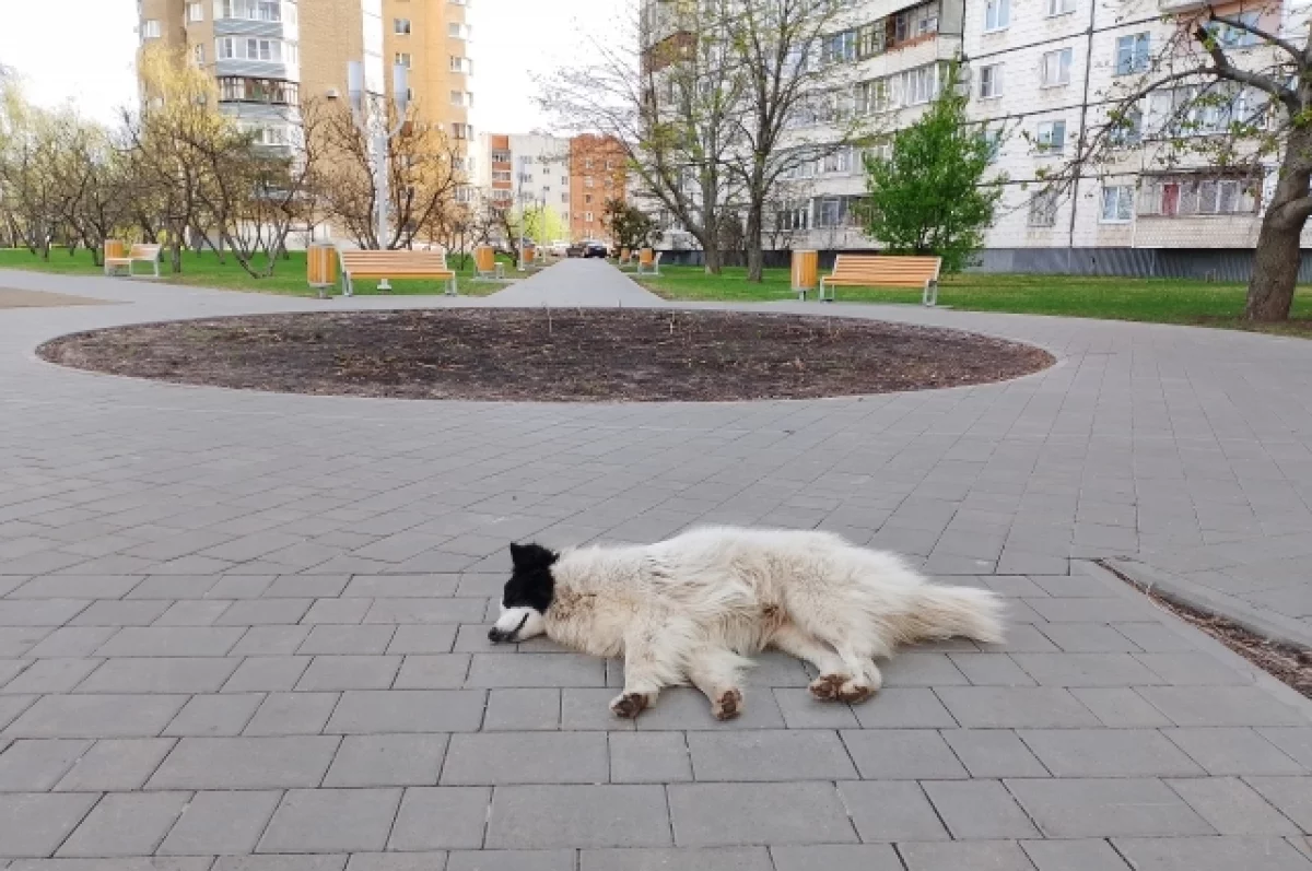 В Ярославле начнут отлов бездомных животных