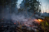 В лесах Югры с 26 апреля официально установили пожароопасный период. 