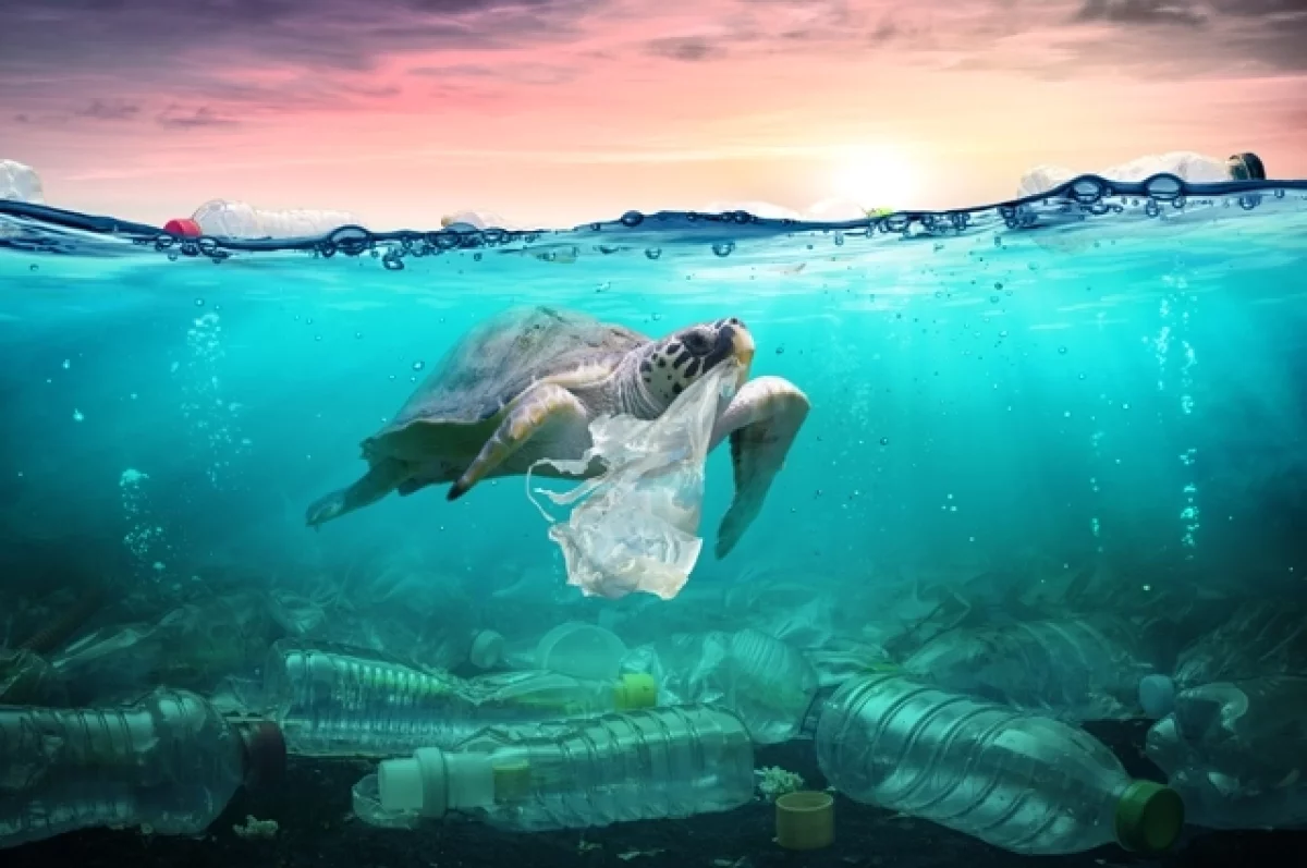 Мусорная эволюция. Учёные: морские животные стали питаться пластиком
